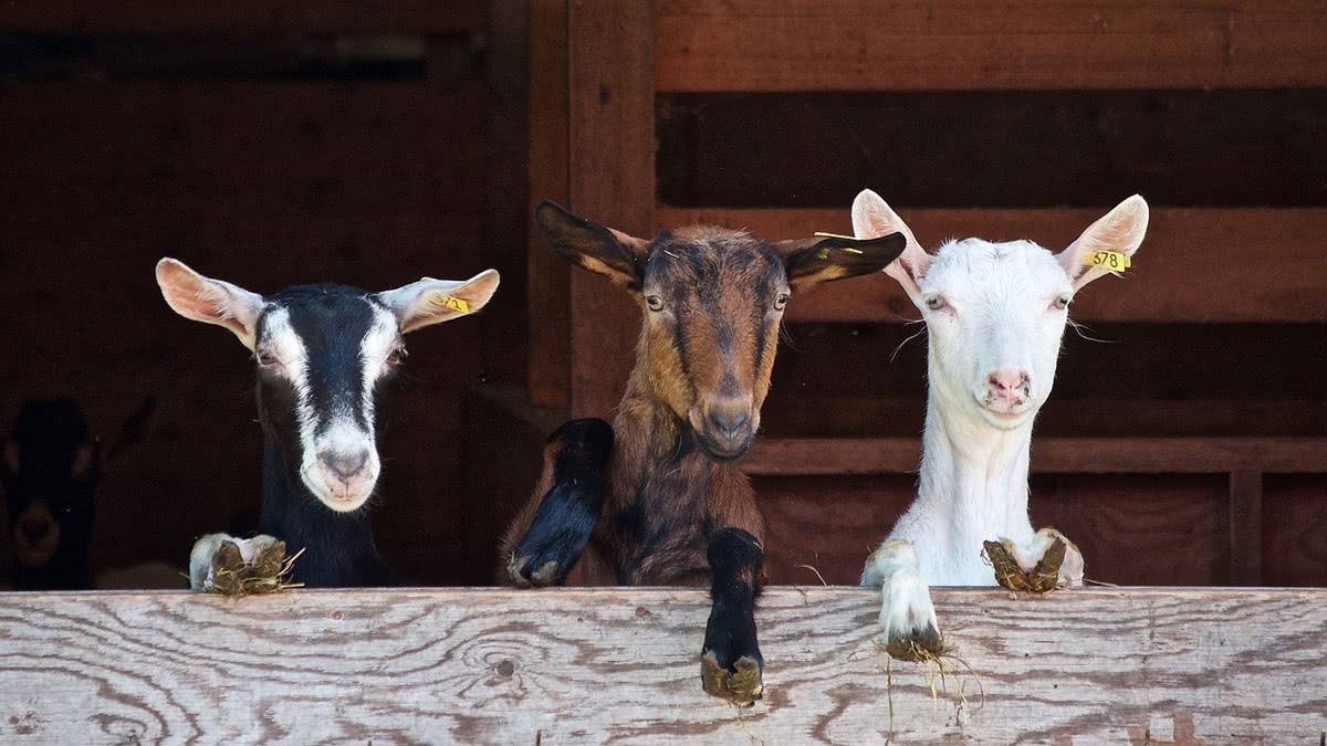 Оренбургские пуховые козы: характеристики, описания, условия содержания