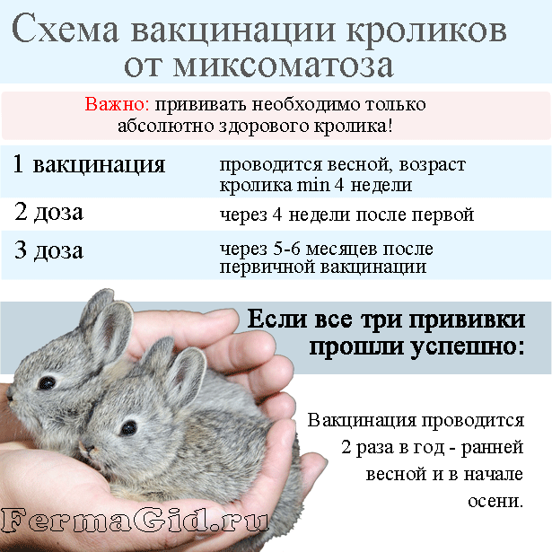 Вакцинация кроликов: от каких болезней и какими препаратами проводится?