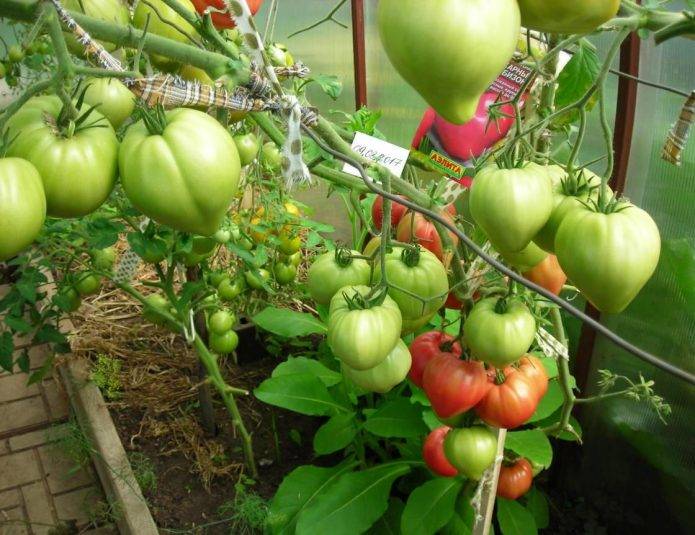 Характеристика и описание сорта томата Сахарный пудовичок