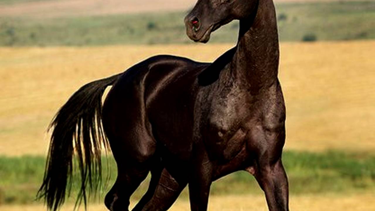 Ахалтекинская порода верховых лошадей: история, описание, достижения