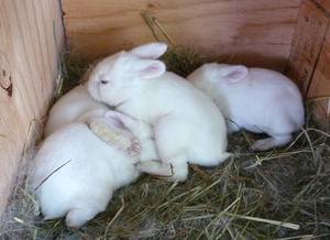 Сколько раз в сутки крольчиха кормит новорожденных крольчат