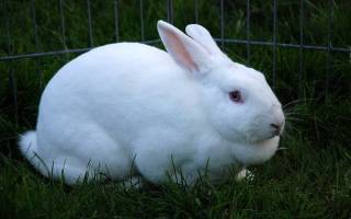 Почему происходит вздутие живота у кроликов?