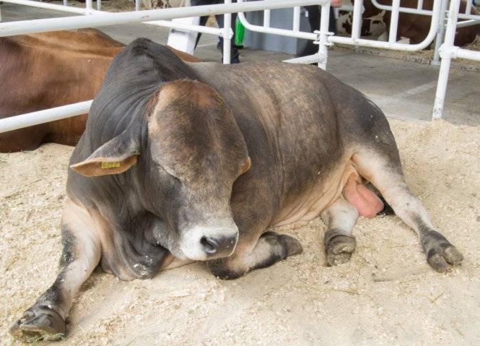 Особенности кормления быков производителей