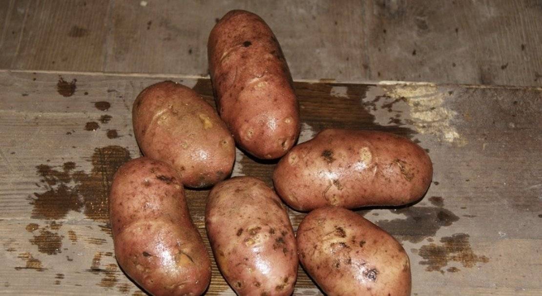 Сорт картофеля «журавинка» – описание и фото