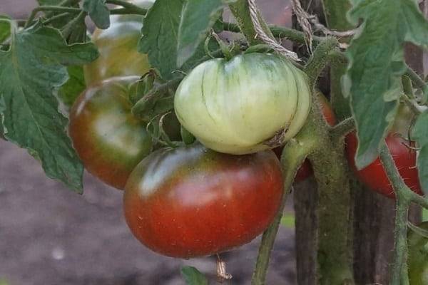 Описание сорта томата Углерод (Карбон), его характеристика и выращивание