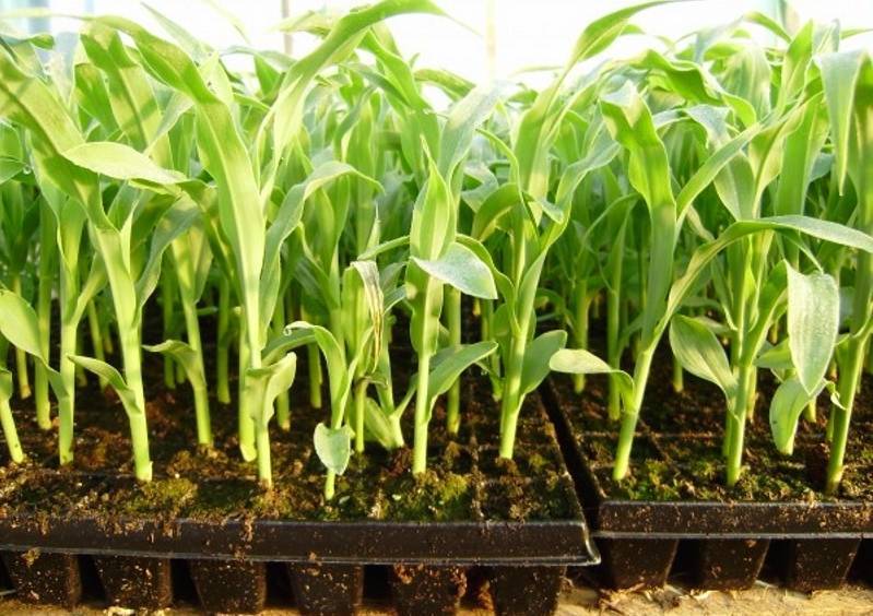 Выбор участка, выращивание и уход за рассадой для размножения кукурузы