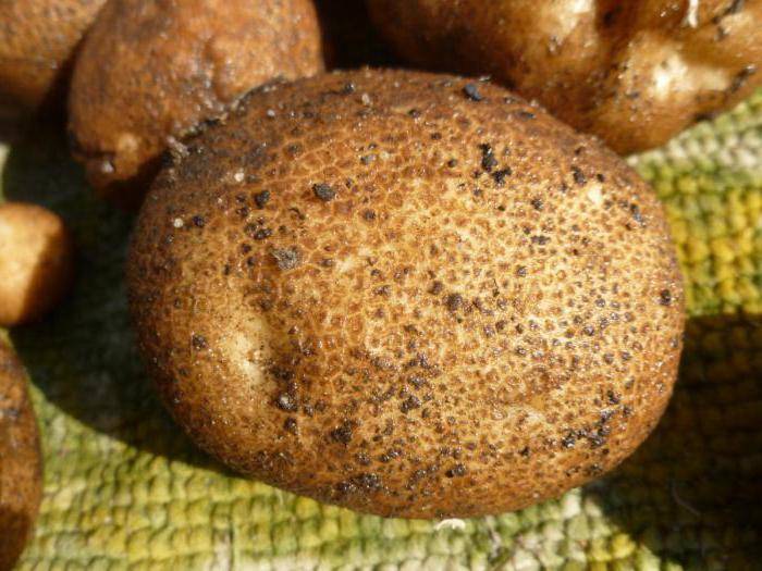 Характеристика и описание картофеля «киви». выращивание сорта и уход за ним
