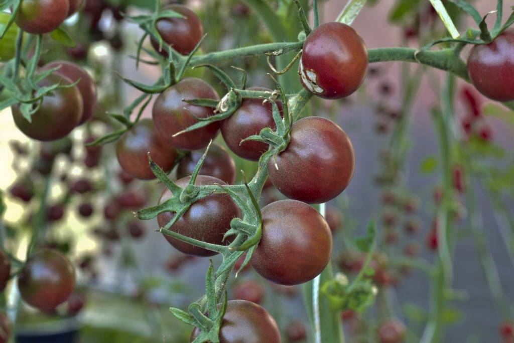 Томат черный принц — агротехника, высадка, выращивание и идеи по применению. 115 фото и видео ухода за черным помидором