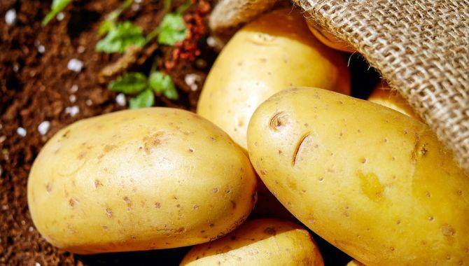 Вареный картофель польза и вред