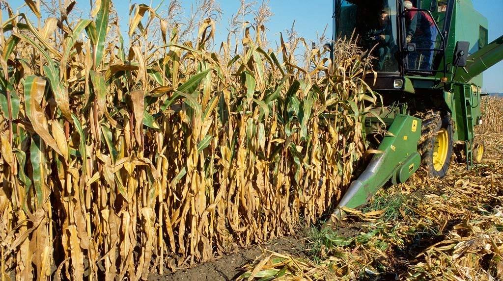 Технология выращивания кукурузы на зерно: посев, уход, сбор урожая