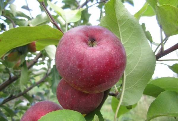 Яблоня вишневое: особенности сорта и ухода
