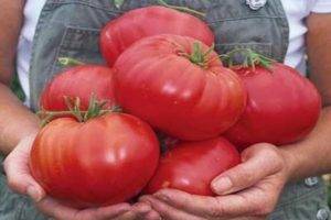 Томат алтайский красный — описание сорта, отзывы, урожайность