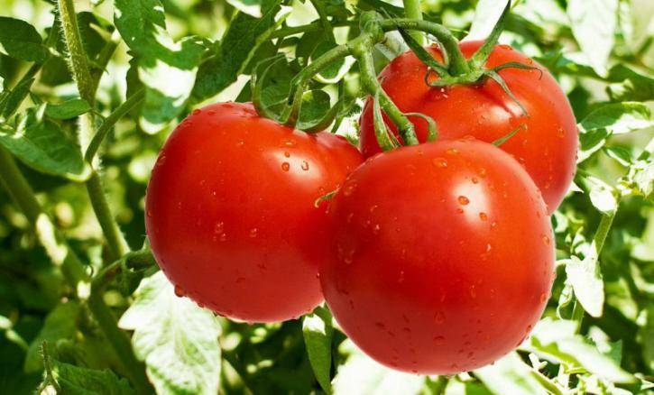 Описание томата моя радость и рекомендации по выращиванию гибрида