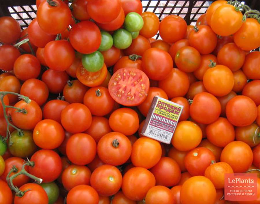 Великолепный французский томат — феномена f1: описание сорта и советы по его выращиванию