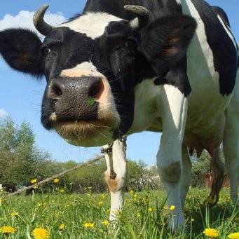 Как лечить кашель у коровы