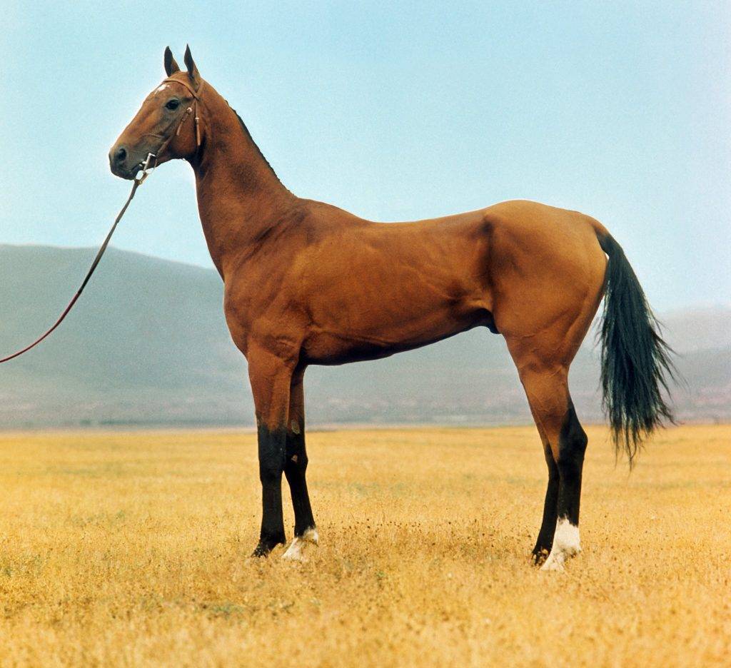 Описание и особенности лошадей каурой масти, возможные оттенки и правила ухода