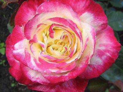 Описание и характеристики сортов розы Аваланж, выращивание и размножение