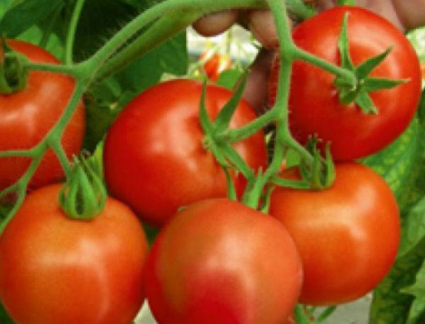 Описание сорта томата кадет, его характеристика и рекомендации по выращиванию