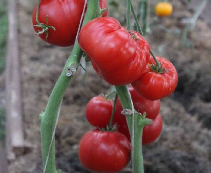 Описание сорта томата Красный купол, его характеристика и урожайность