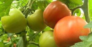 Какие сорта томатов будут лучшими для посадки в 2020 году