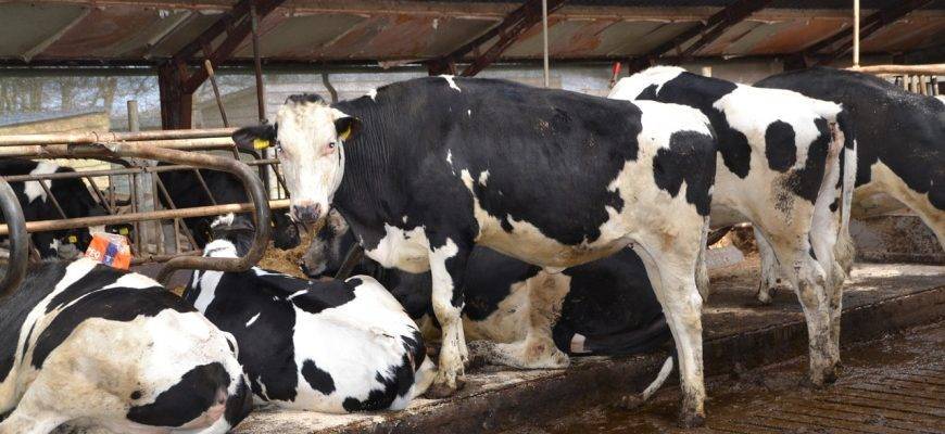 Ацидоз рубца: почему корова худеет