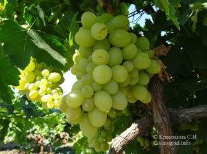 Виноград сорта юлиан: характеристика, особенности посадки и выращивания