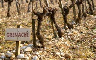 Лучшие сорта винограда для изготовления вина