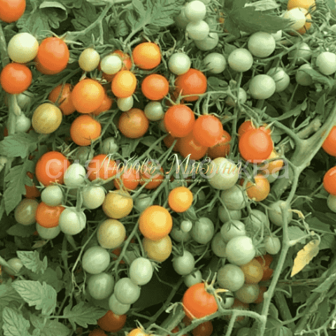 Томат верность: характеристика и описание сорта, урожайность с фото