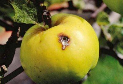 Обработка яблонь от вредителей