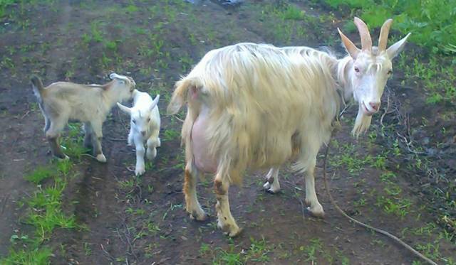 Высокоудойные молочные породы коз без запаха