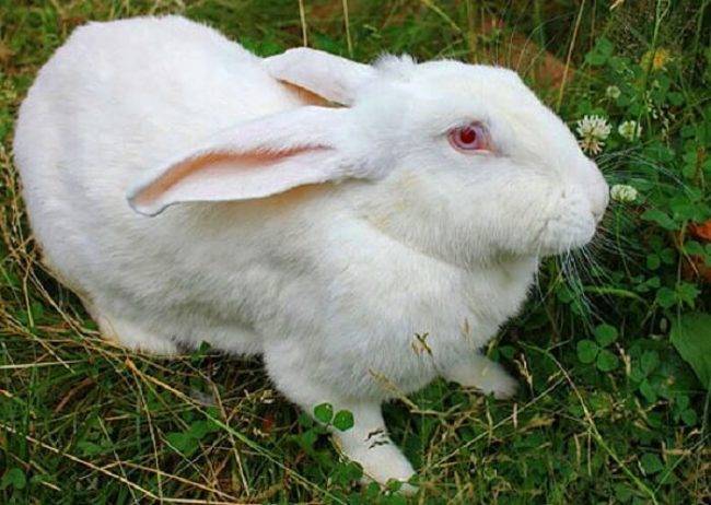 Кролик фландр (или бельгийский великан): описание и главные характеристики