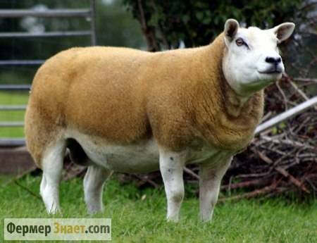 Овцы породы тексель: характеристика, внешний вид, разведение