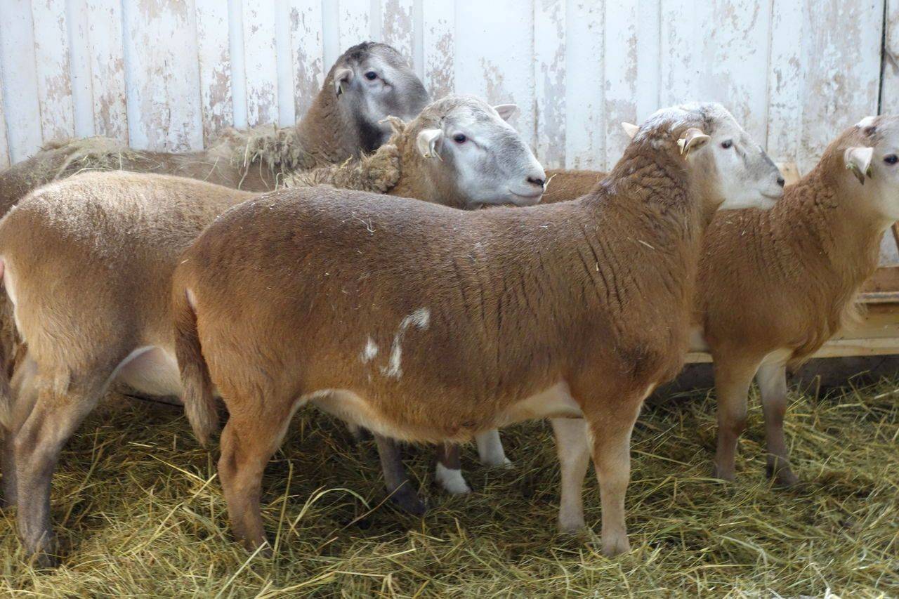 Описание и характеристики овец катумской породы, особенности содержания