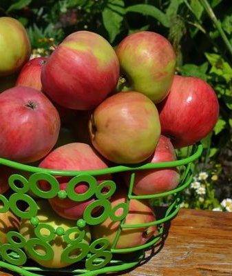 Описание сорта яблони семеренко