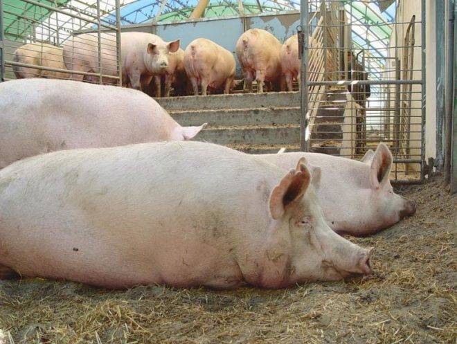 Чем и как правильно кормить свиней?