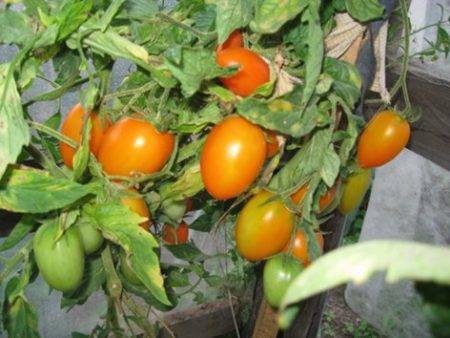 Описание сорта томатов сибирской селекции «олеся»