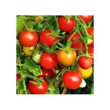 Характеристика и описание сорта томата минибел, его урожайность