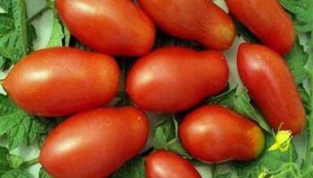 Ребристый томат ругантино f1: характеристики, описание, отзывы