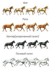 Аллюры лошадей: какие виды бывают и дополнительные рекомендации