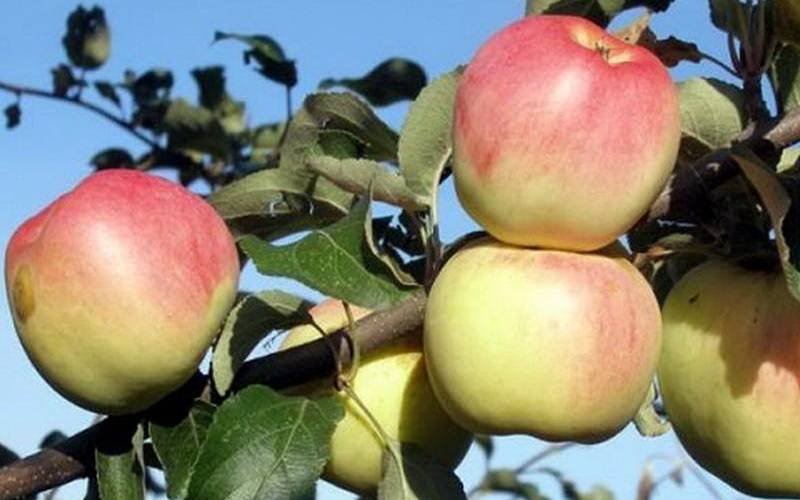 Советы профессионалов о том, когда сажать яблоню: весной или осенью?