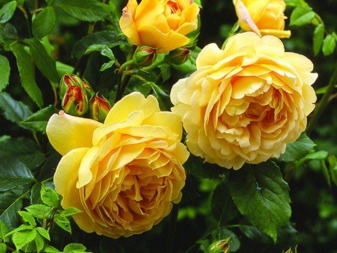Роза херитейдж (heritage) — особенности мускусного сорта