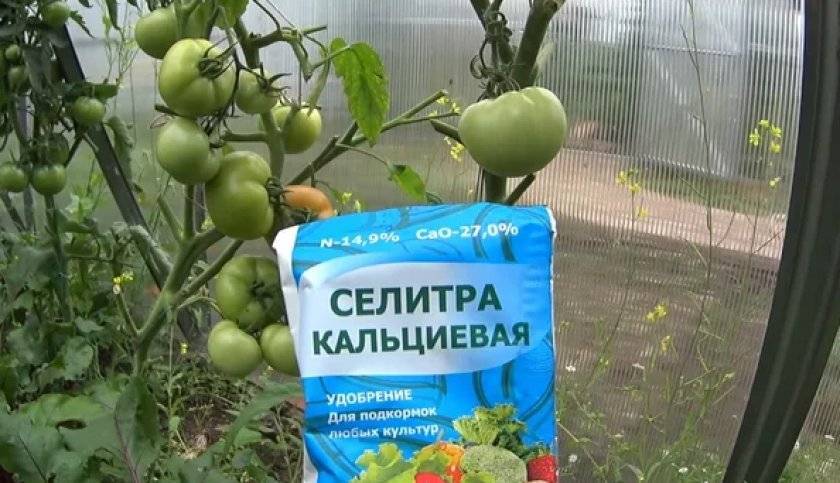 Топ-5 стимуляторов роста для семян томатов. плюсы и минусы использования ускорителей и схема применения растворов