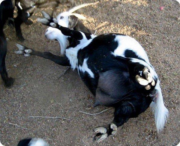 Почему некоторые козы падают в обморок при испуге?