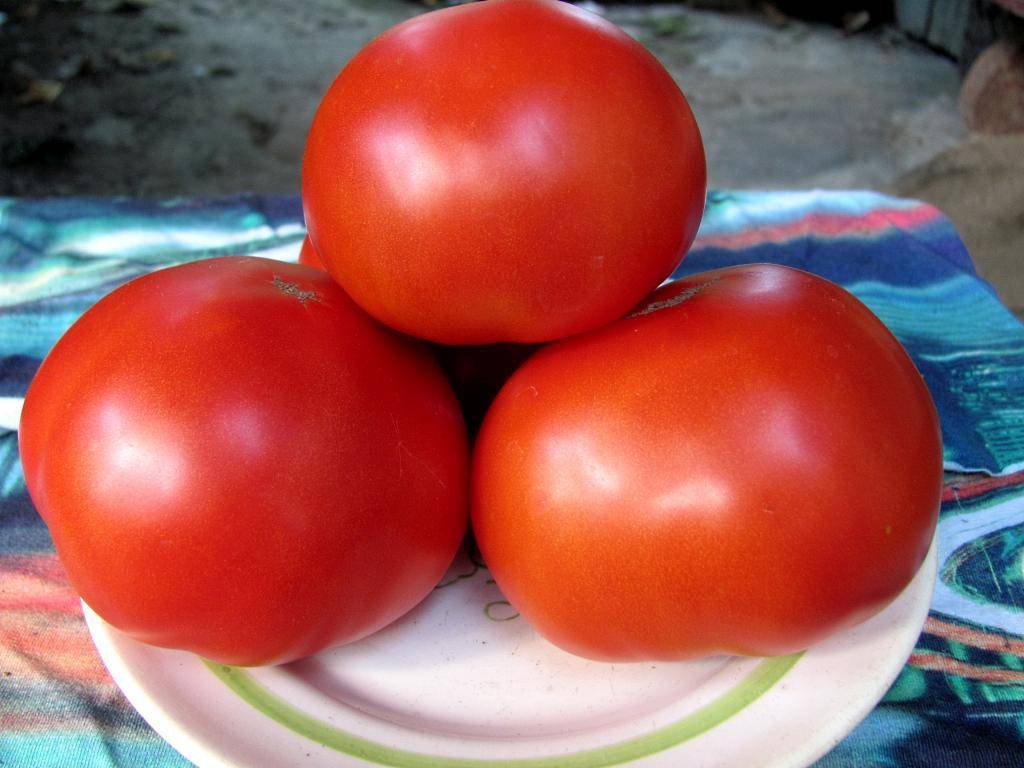 Урожайный томат “спасская башня”: выращивание и уход
