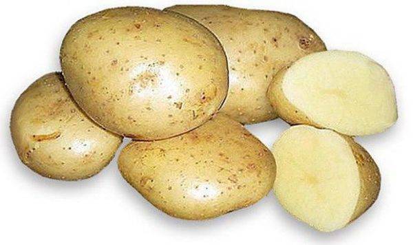 Урожайный сорт картофеля каратоп
