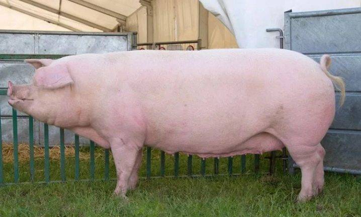 Самые большие породы свиней в мире