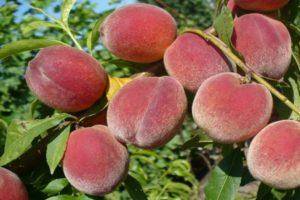 Лучшие самоплодные и морозоустойчивые сорта персиков выращиваемые в россии