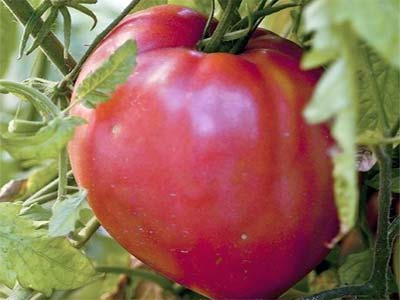 Томат де барао красный — описание сорта, фото, урожайность и отзывы садоводов