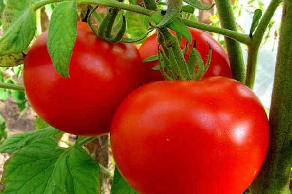 Разновидности сортов и гибридов помидоров и их характеристики