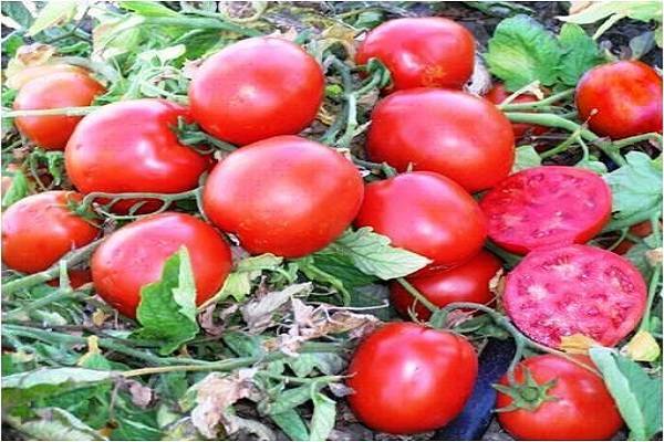 Разработанный японскими селекционерами томат «диаболик»: чем хорош и почему полюбился отечественным фермерам